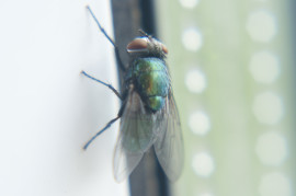 Macro photo of a fly on the wall